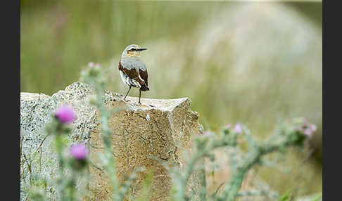 Steinschmätzer (Oenanthe oenanthe)