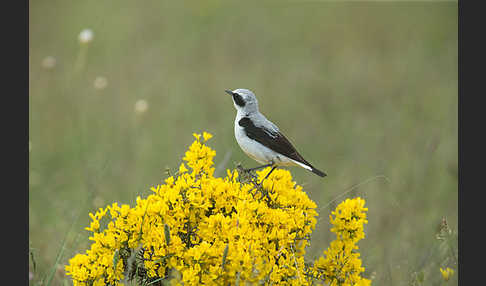 Steinschmätzer (Oenanthe oenanthe)