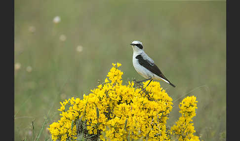 Steinschmätzer (Oenanthe oenanthe)