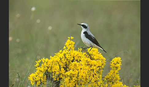 Steinschmätzer (Oenanthe oenanthe)