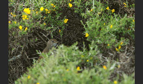 Brillengrasmücke (Sylvia conspicillata)