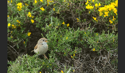 Brillengrasmücke (Sylvia conspicillata)