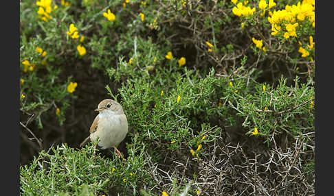 Brillengrasmücke (Sylvia conspicillata)