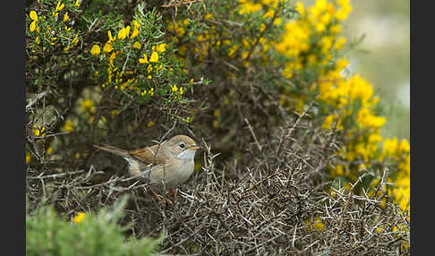 Brillengrasmücke (Sylvia conspicillata)