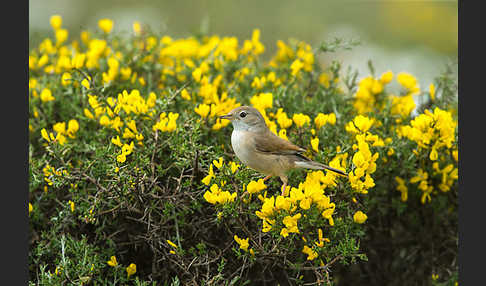 Brillengrasmücke (Sylvia conspicillata)