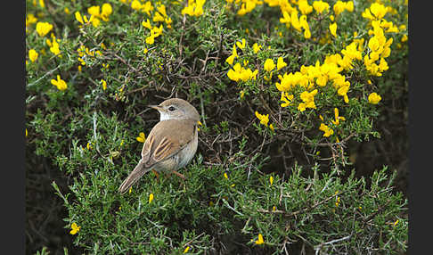 Brillengrasmücke (Sylvia conspicillata)