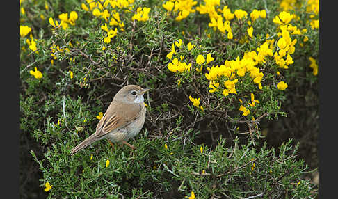 Brillengrasmücke (Sylvia conspicillata)