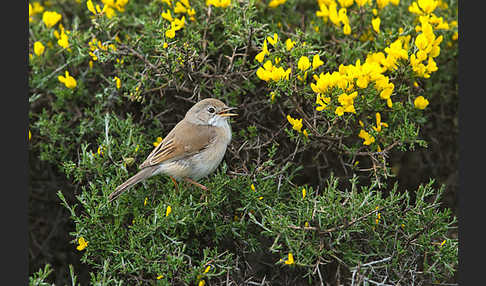 Brillengrasmücke (Sylvia conspicillata)