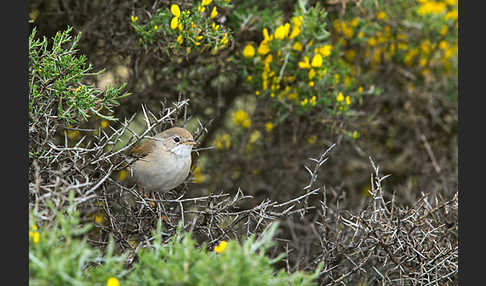 Brillengrasmücke (Sylvia conspicillata)