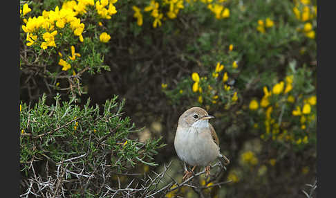 Brillengrasmücke (Sylvia conspicillata)