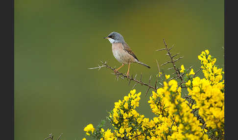 Brillengrasmücke (Sylvia conspicillata)