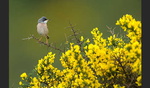 Brillengrasmücke (Sylvia conspicillata)