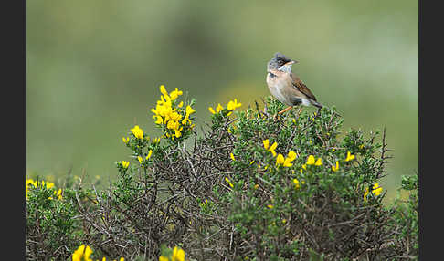 Brillengrasmücke (Sylvia conspicillata)