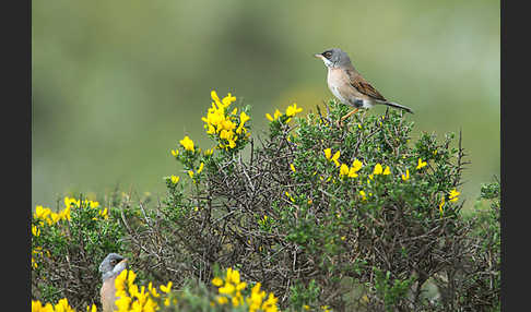 Brillengrasmücke (Sylvia conspicillata)