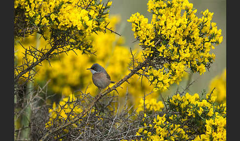 Brillengrasmücke (Sylvia conspicillata)