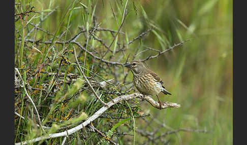 Bluthänfling (Acanthis cannabina)