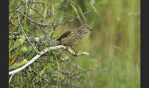 Bluthänfling (Acanthis cannabina)