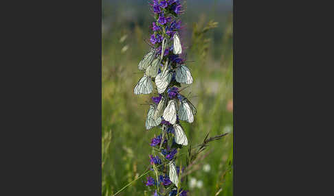 Baumweißling (Aporia crataegi)