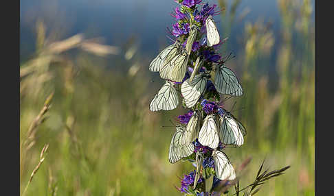 Baumweißling (Aporia crataegi)