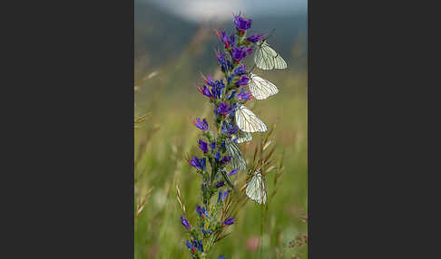 Baumweißling (Aporia crataegi)