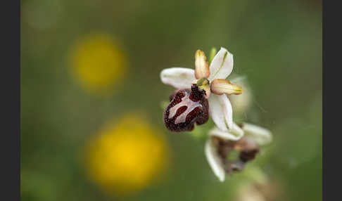 Spinnen-Ragwurz (Ophrys sphegodes)