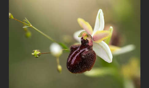 Spinnen-Ragwurz (Ophrys sphegodes)