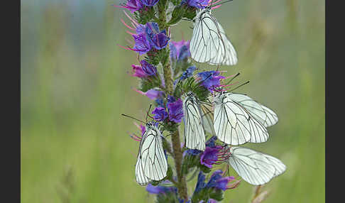 Baumweißling (Aporia crataegi)