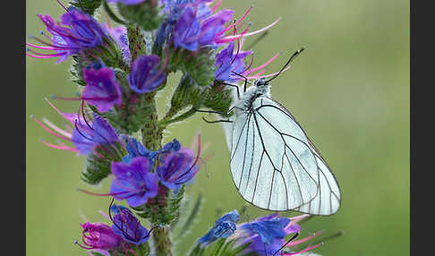 Baumweißling (Aporia crataegi)