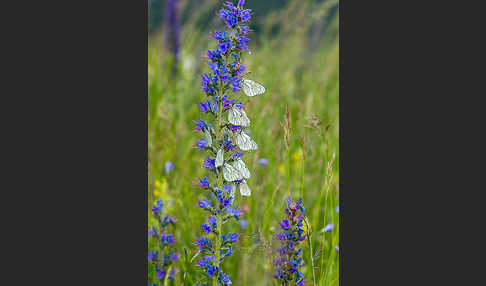 Baumweißling (Aporia crataegi)