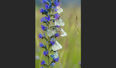 Baumweißling (Aporia crataegi)