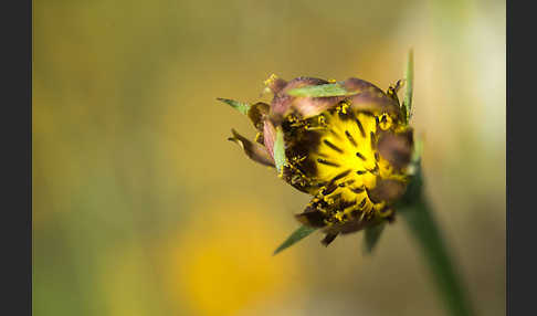 Safranblättriger Bocksbart (Tragopogon crocifolius)