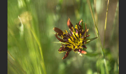 Safranblättriger Bocksbart (Tragopogon crocifolius)