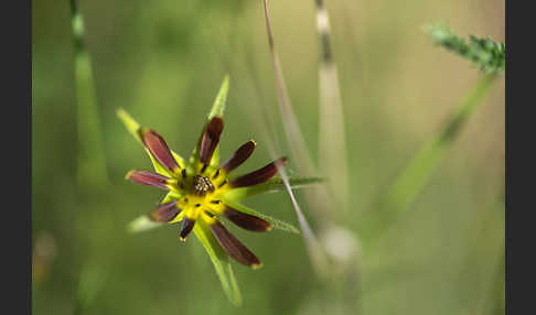 Safranblättriger Bocksbart (Tragopogon crocifolius)