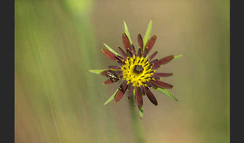 Safranblättriger Bocksbart (Tragopogon crocifolius)