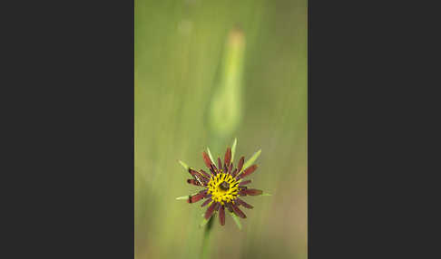 Safranblättriger Bocksbart (Tragopogon crocifolius)