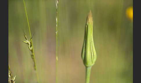 Safranblättriger Bocksbart (Tragopogon crocifolius)