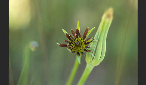 Safranblättriger Bocksbart (Tragopogon crocifolius)