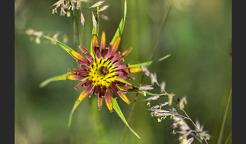 Safranblättriger Bocksbart (Tragopogon crocifolius)