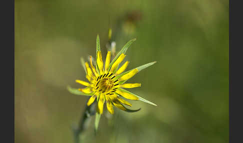 Safranblättriger Bocksbart (Tragopogon crocifolius)