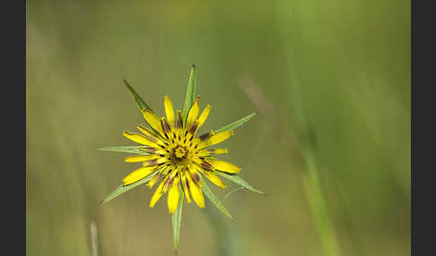 Safranblättriger Bocksbart (Tragopogon crocifolius)