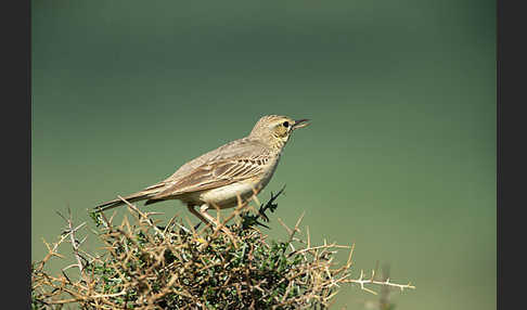 Brachpieper (Anthus campestris)