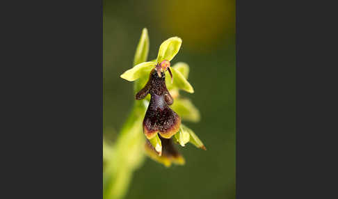 Fliegen-Ragwurz (Ophrys insectifera)