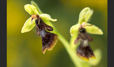 Fliegen-Ragwurz (Ophrys insectifera)