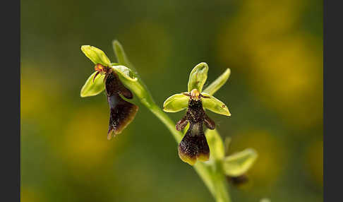 Fliegen-Ragwurz (Ophrys insectifera)