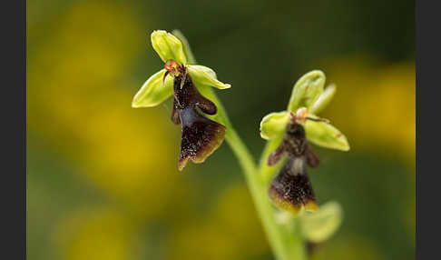 Fliegen-Ragwurz (Ophrys insectifera)