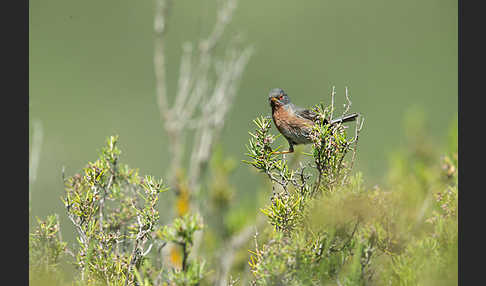 Provencegrasmücke (Sylvia undata)