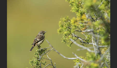 Schwarzkehlchen (Saxicola torquata)