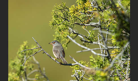 Provencegrasmücke (Sylvia undata)