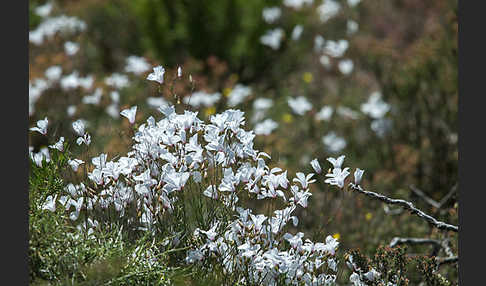 Strauchiger Lein (Linum suffruticosum)