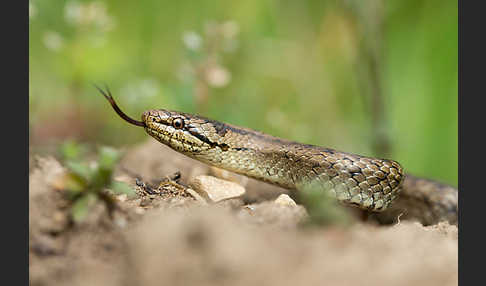 Schlingnatter (Coronella austriaca)